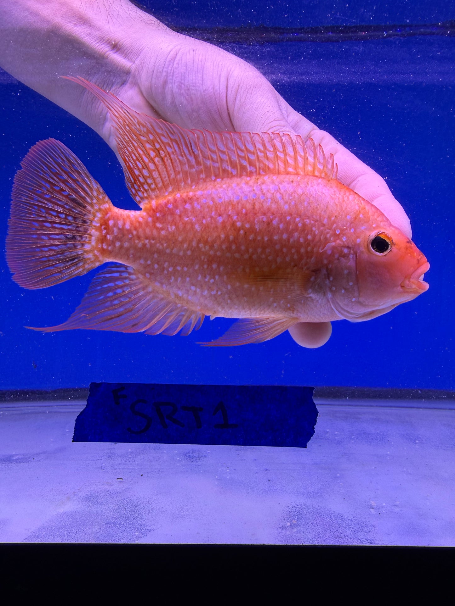 4.5” Female Faded SRT