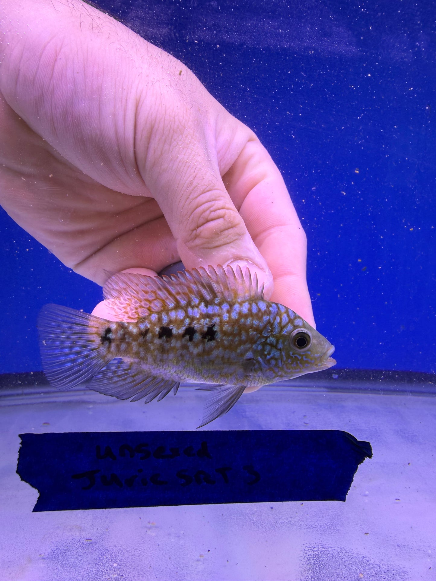 Unsexed Juvenile SRT #3