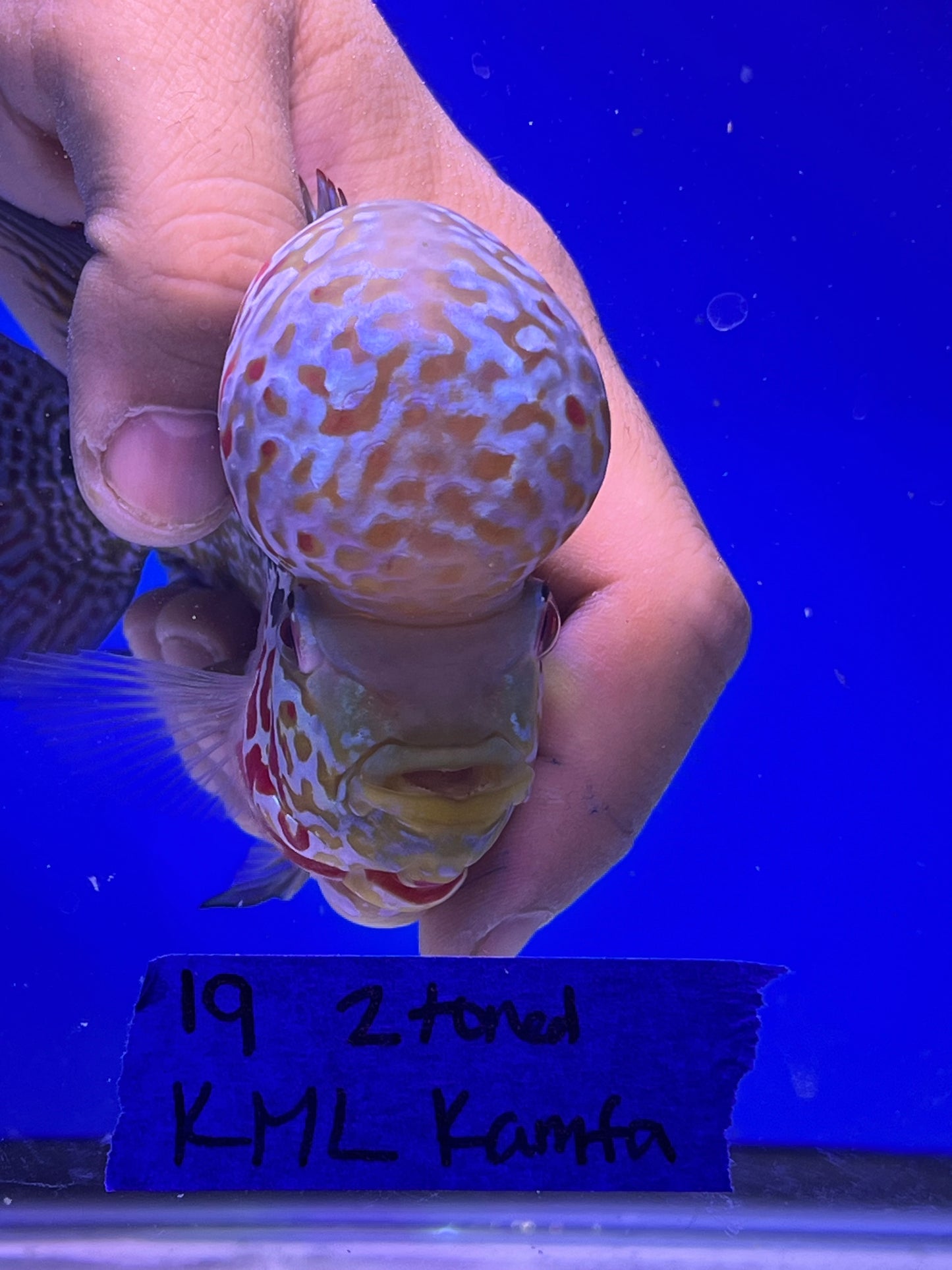 KML 2tone kamfa male 4.5”