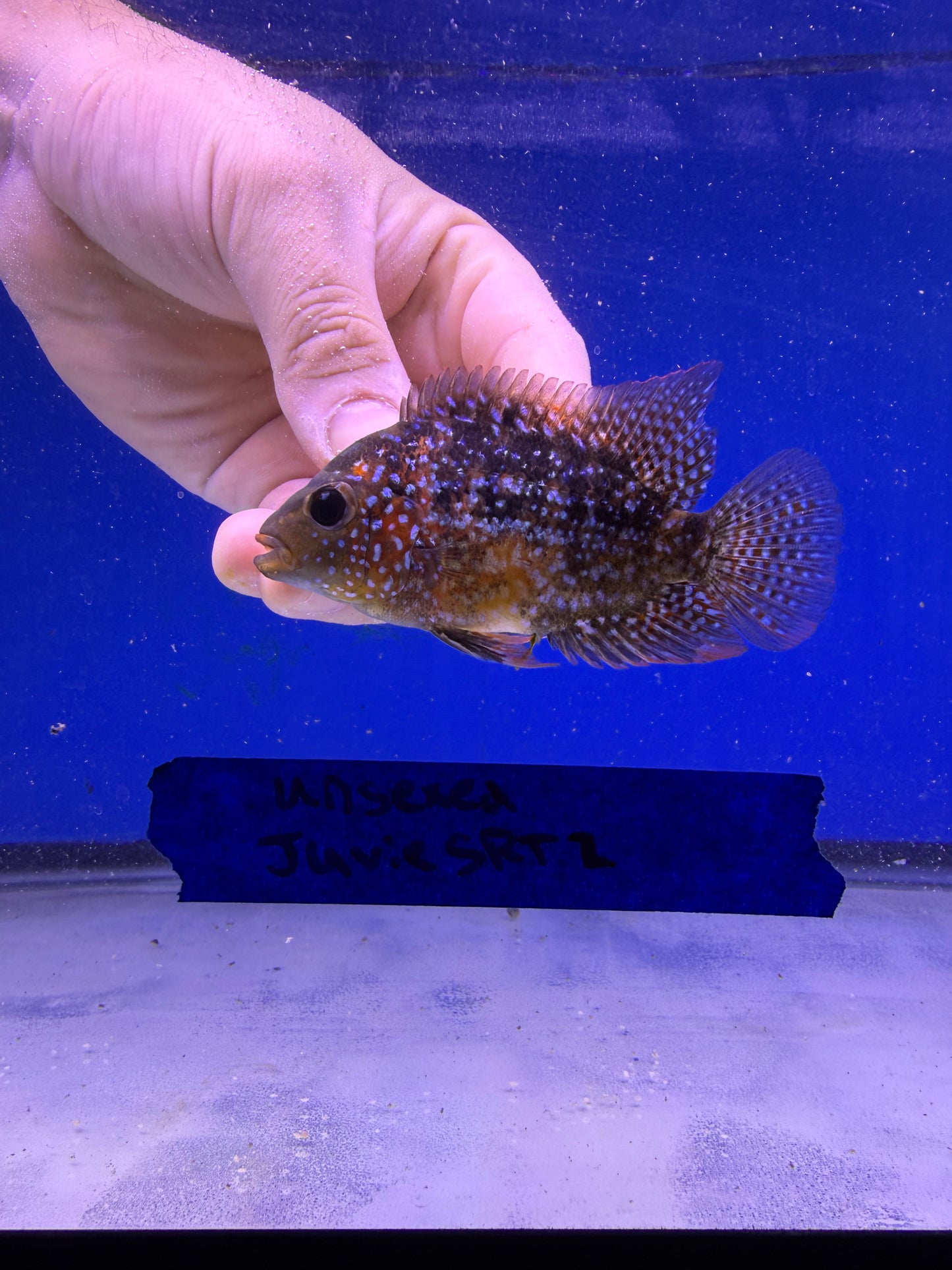 2-3” Unsexed Juvenile SRT #2