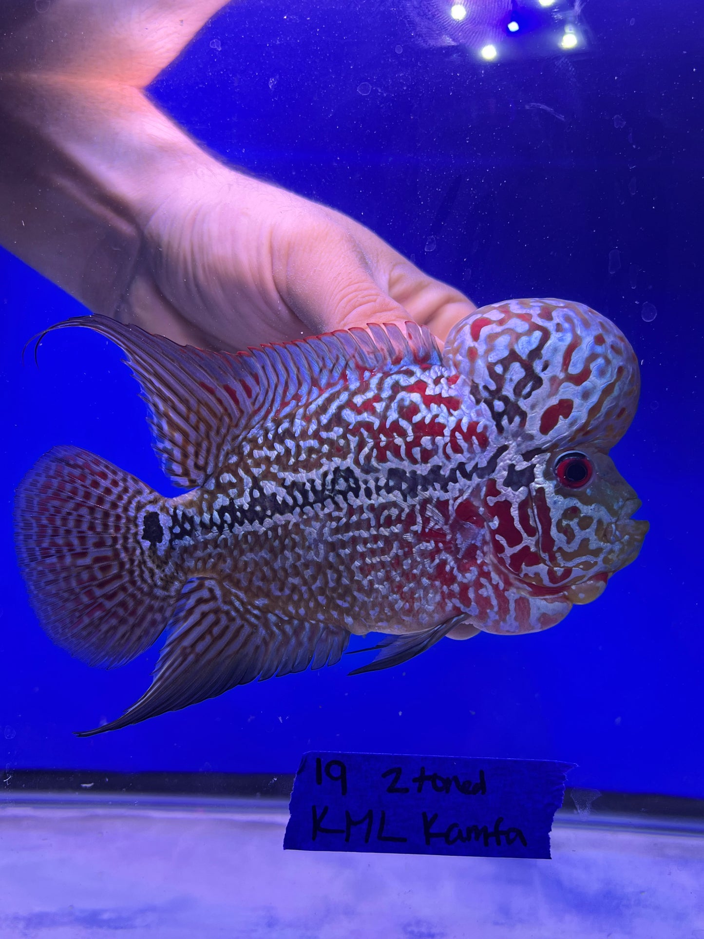 KML 2tone kamfa male 4.5”