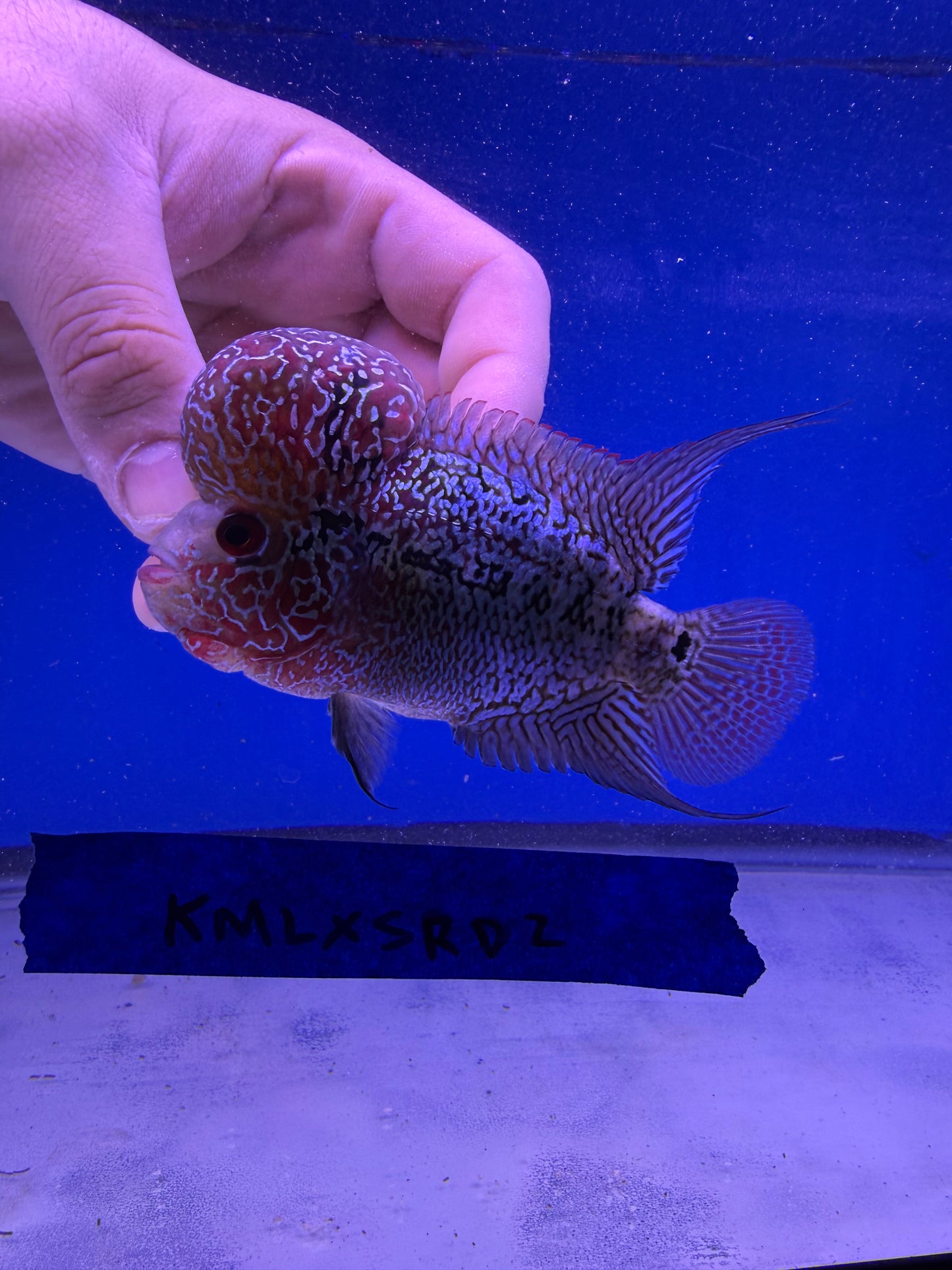 3-4” KML x SRD Flowerhorn male #2