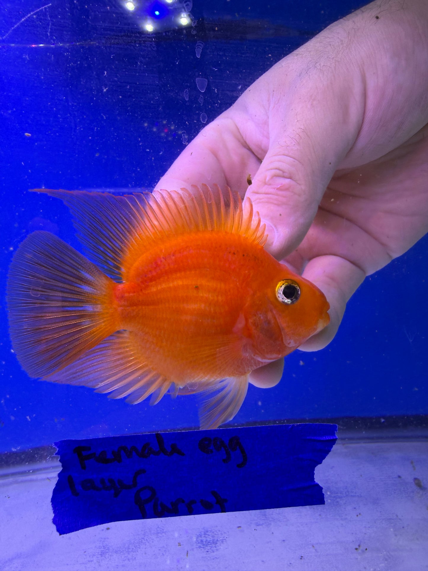 3-3.5” proven egg laying female parrot
