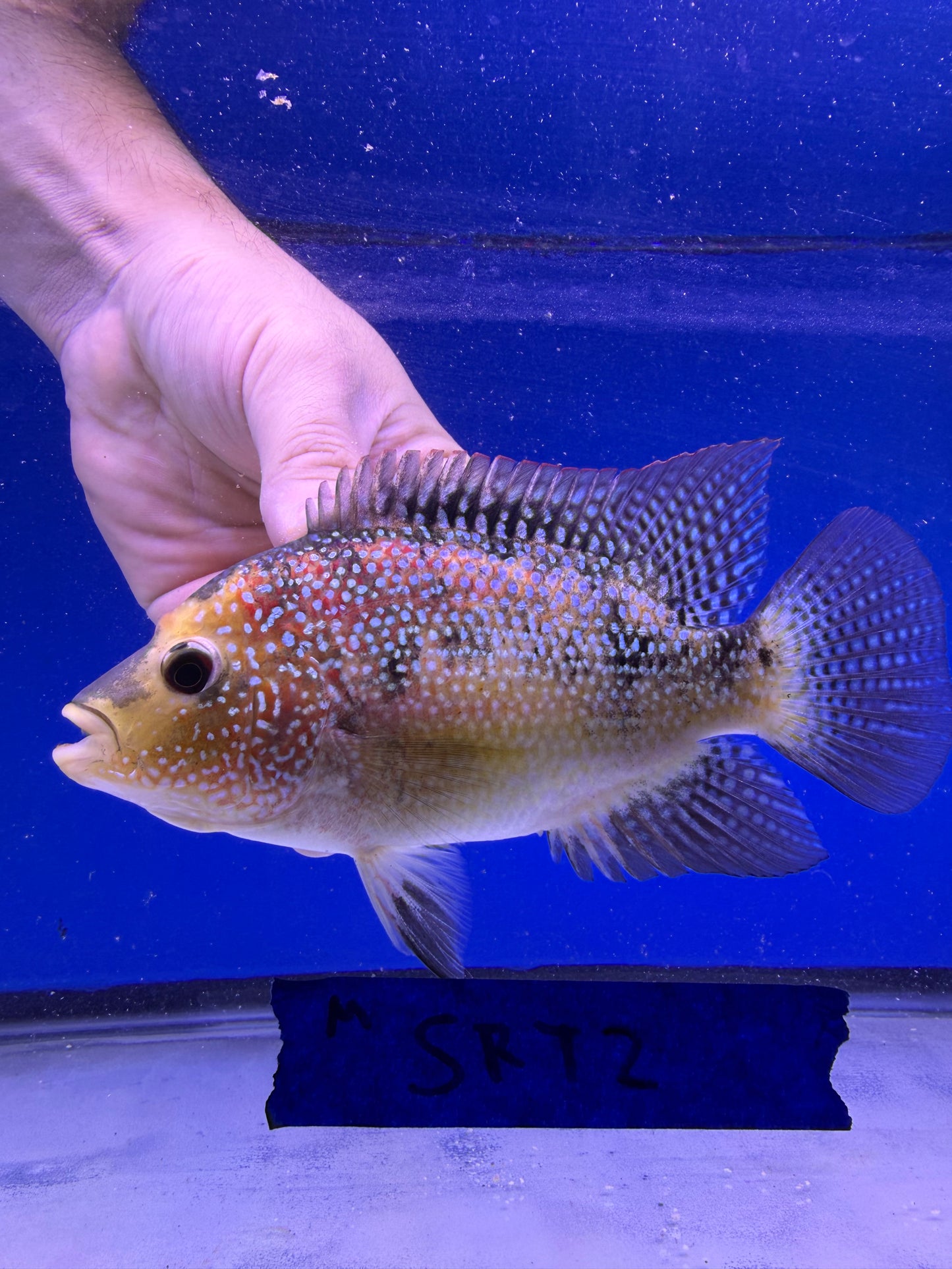 4.5” Male SRT mid fade