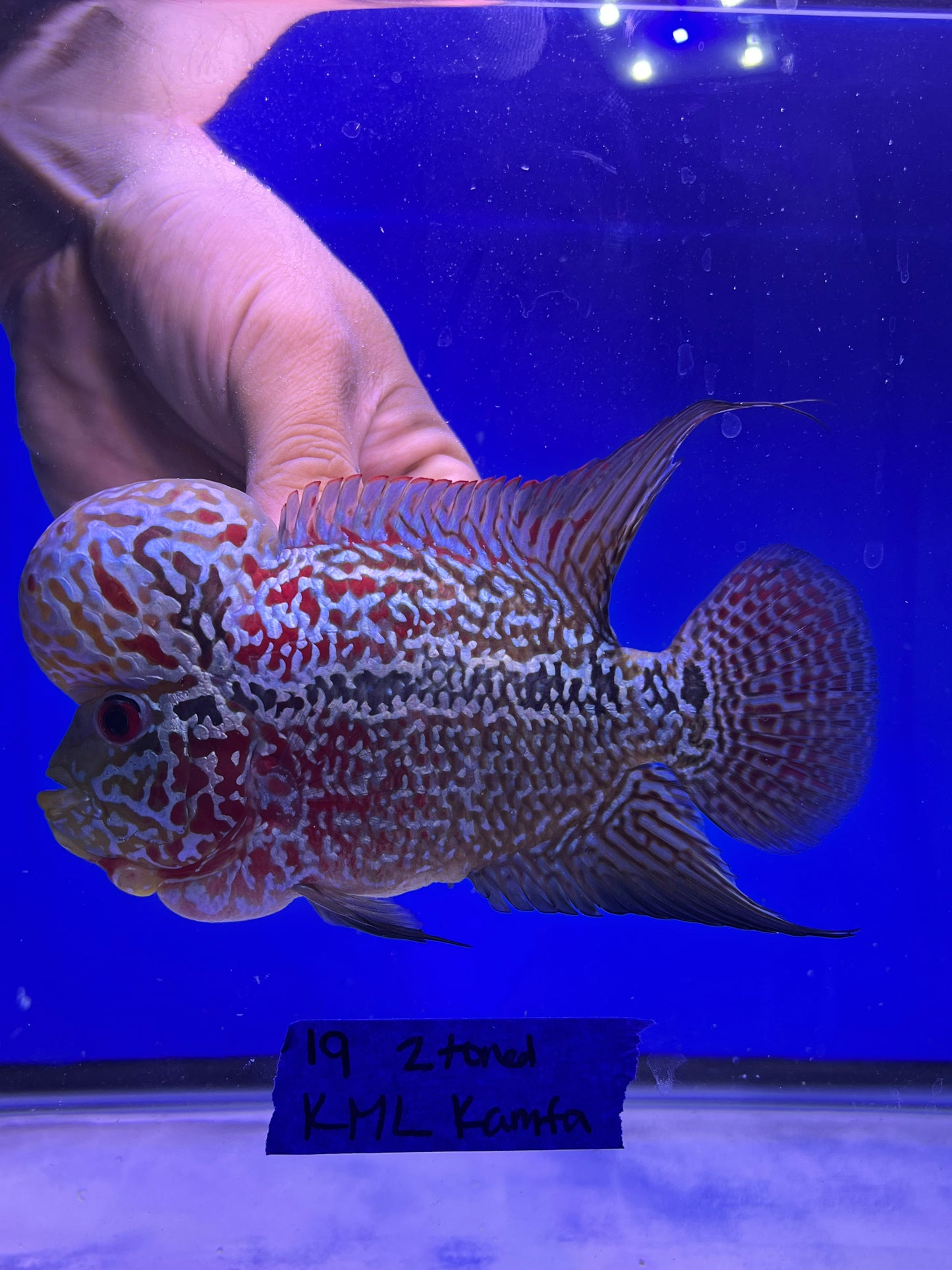 KML 2tone kamfa male 4.5”