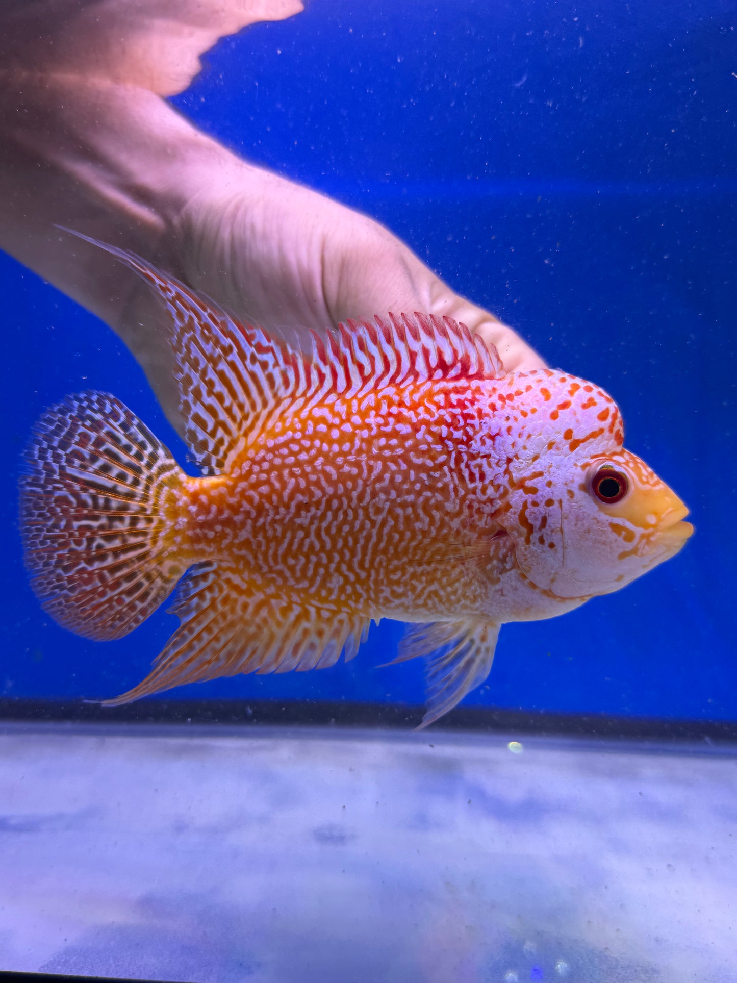 Golden base kamfa male 3-4”