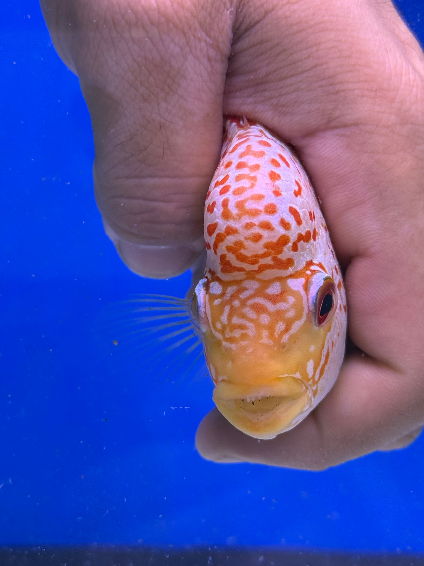 Golden base kamfa male 3-4”