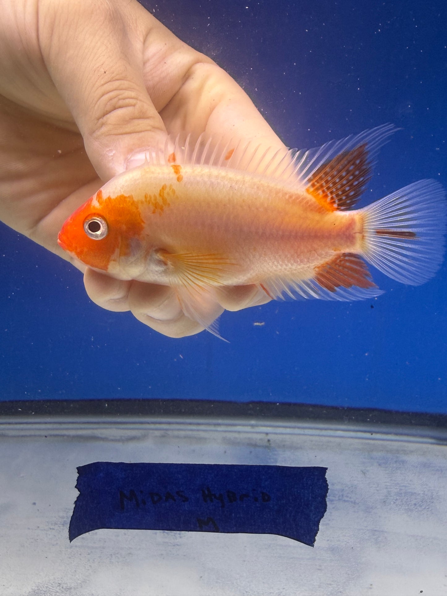 Gb RTH and Midas hybrid combo