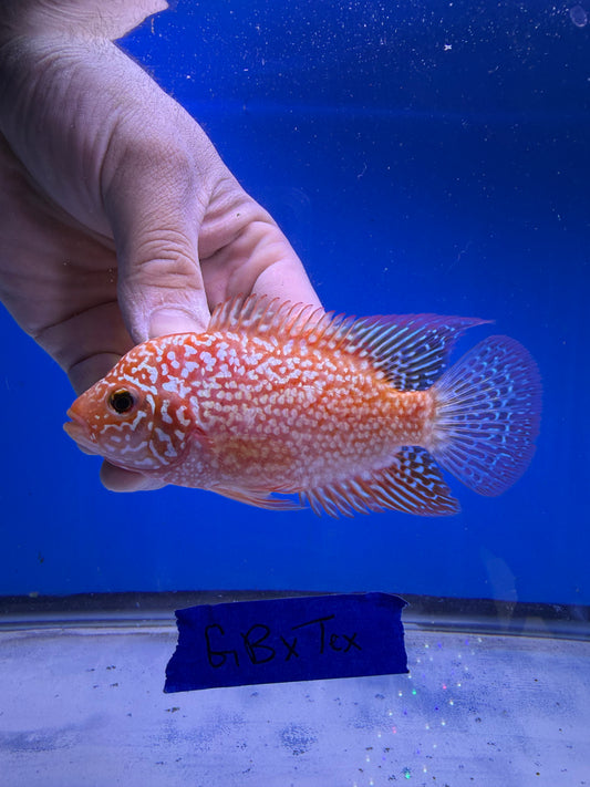 female 3” Golden base X Red Texas hybrid