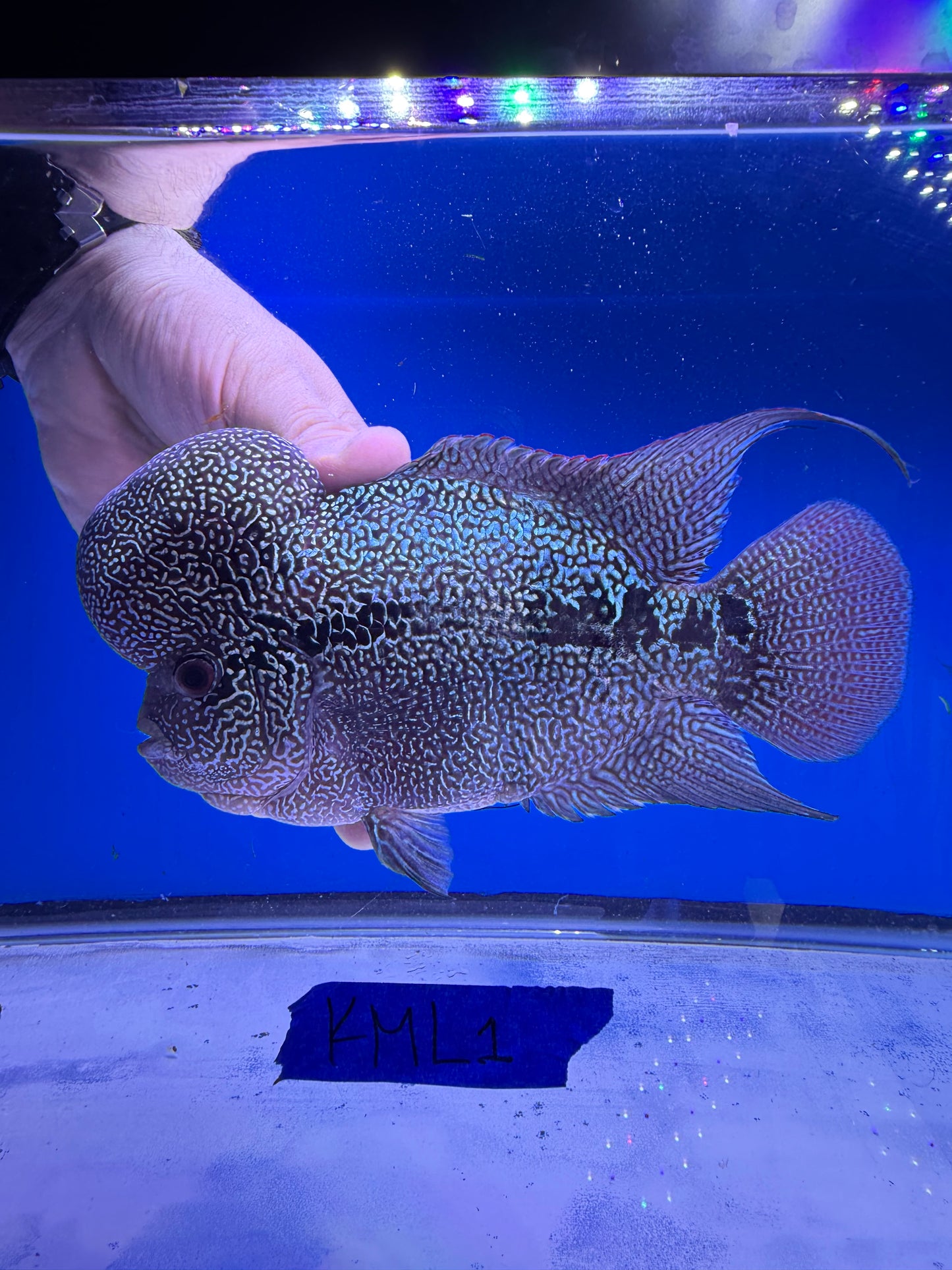 6” male KML flowerhorn