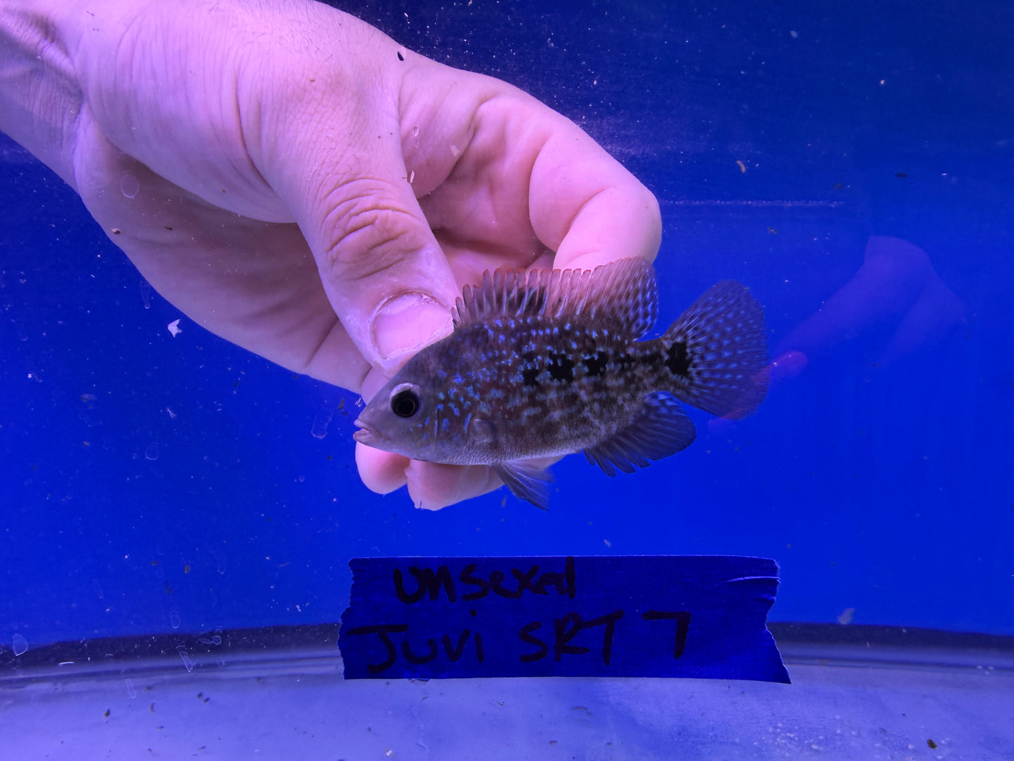 Unsexed Juvenile SRT #7