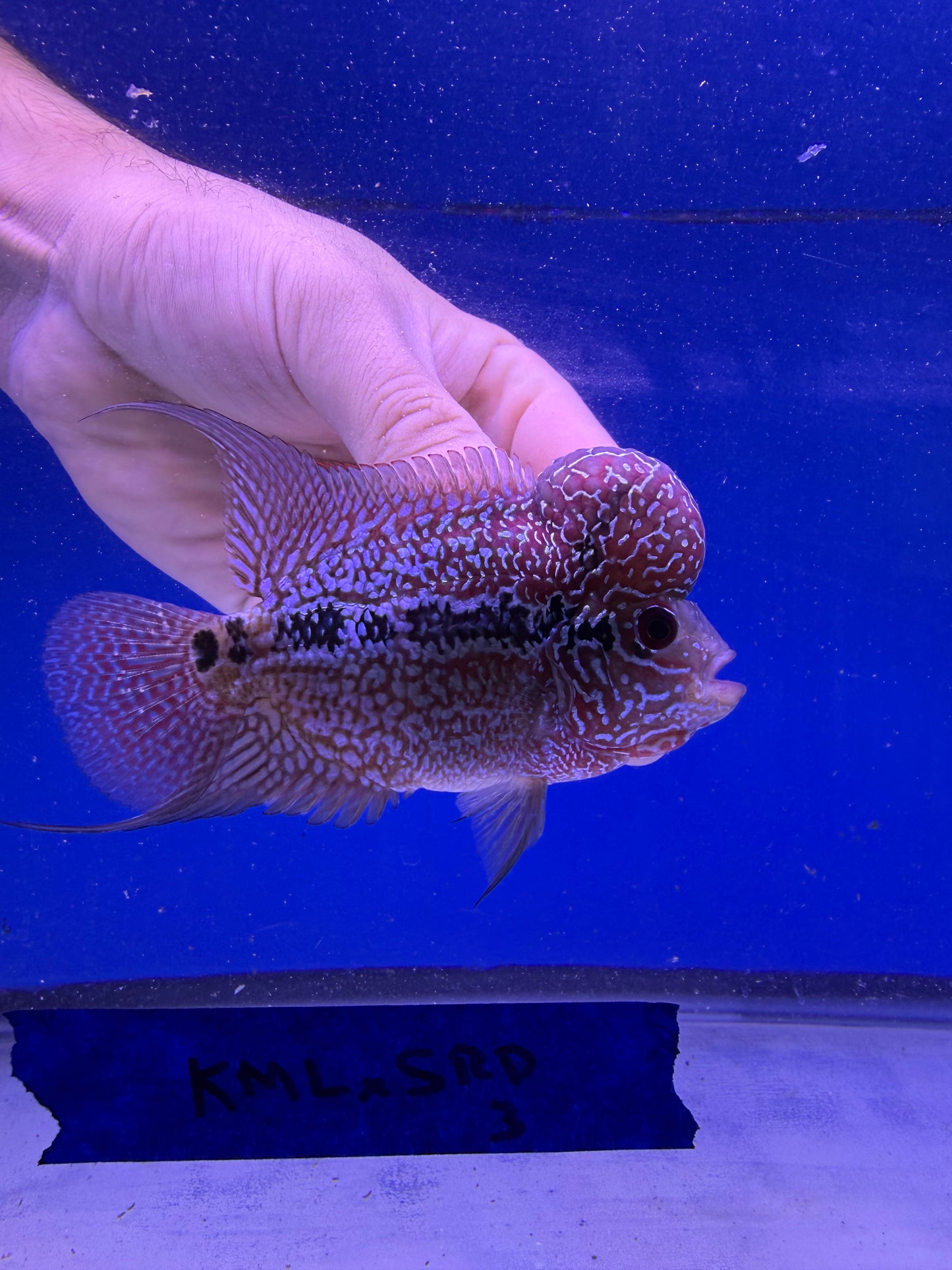 3-4” KML x SRD Flowerhorn #3