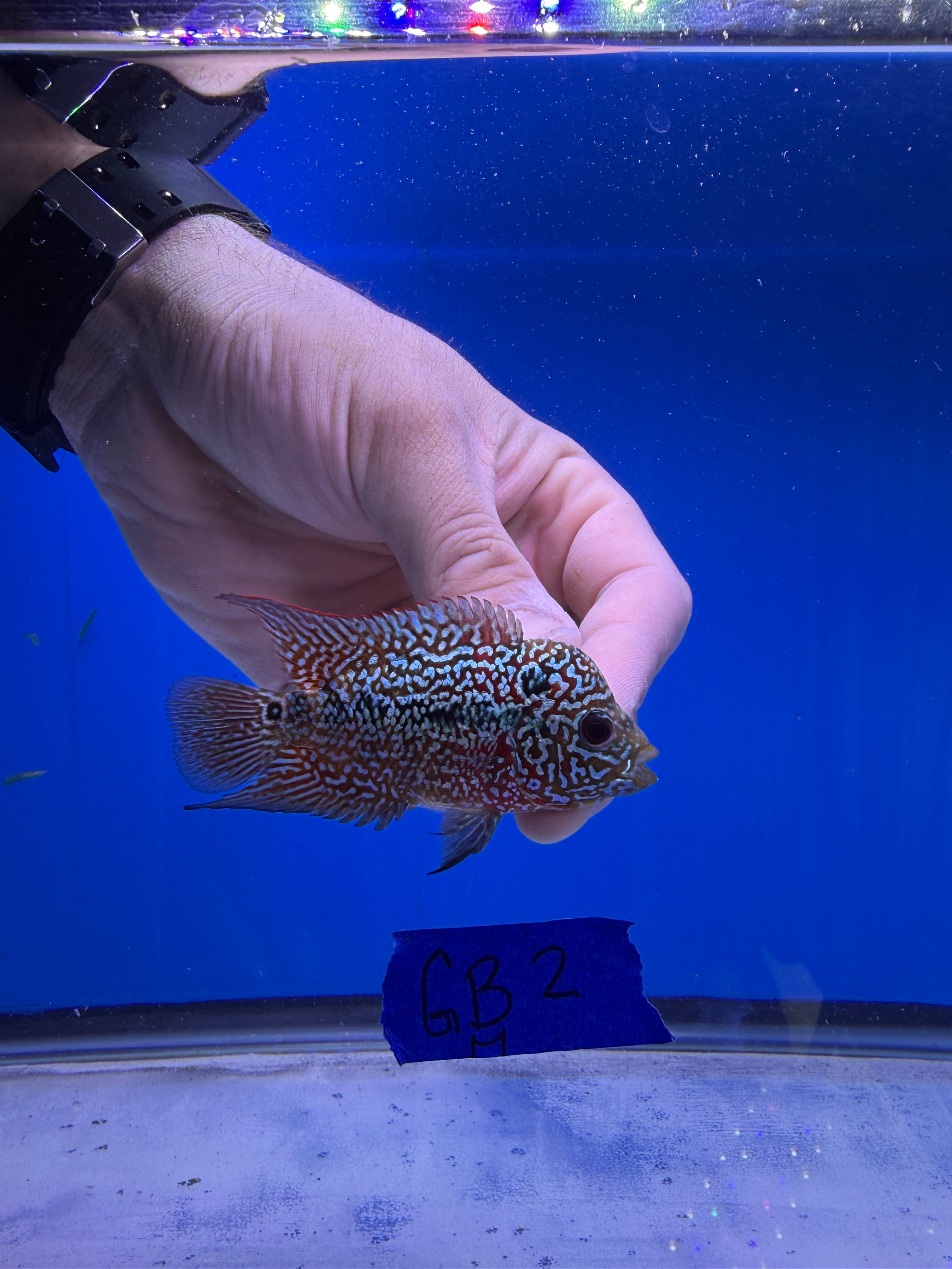 Products – AKfishkeeping