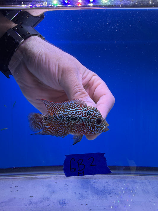 Male VIP Golden Base