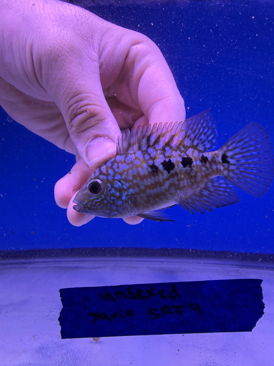Unsexed Juvenile SRT #4