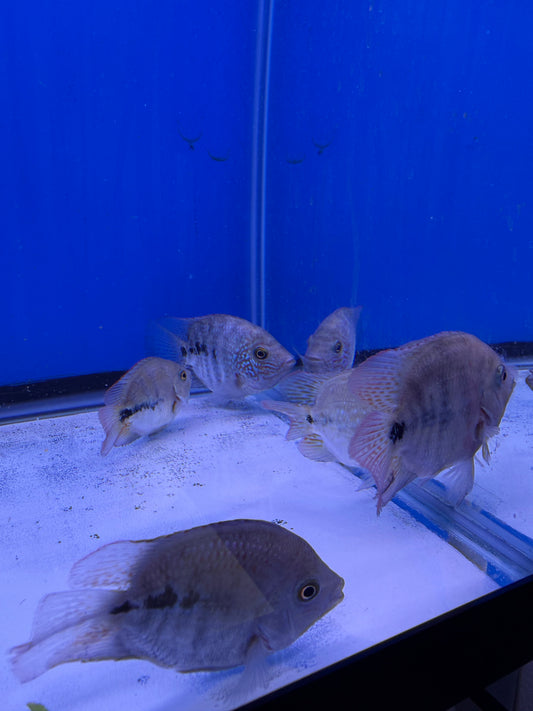 Bonsai red gutt x SRT