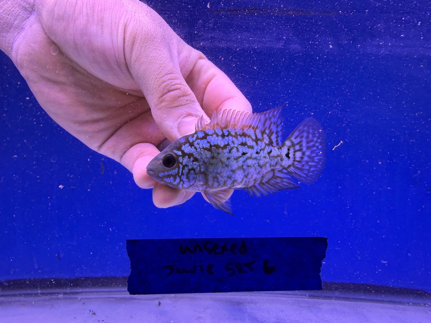 Unsexed juvenile SRT #6