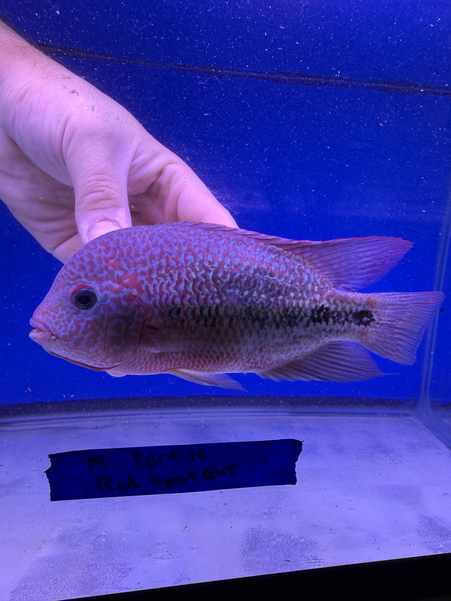 5-6” Proven Male Red spot Gutt Vieja