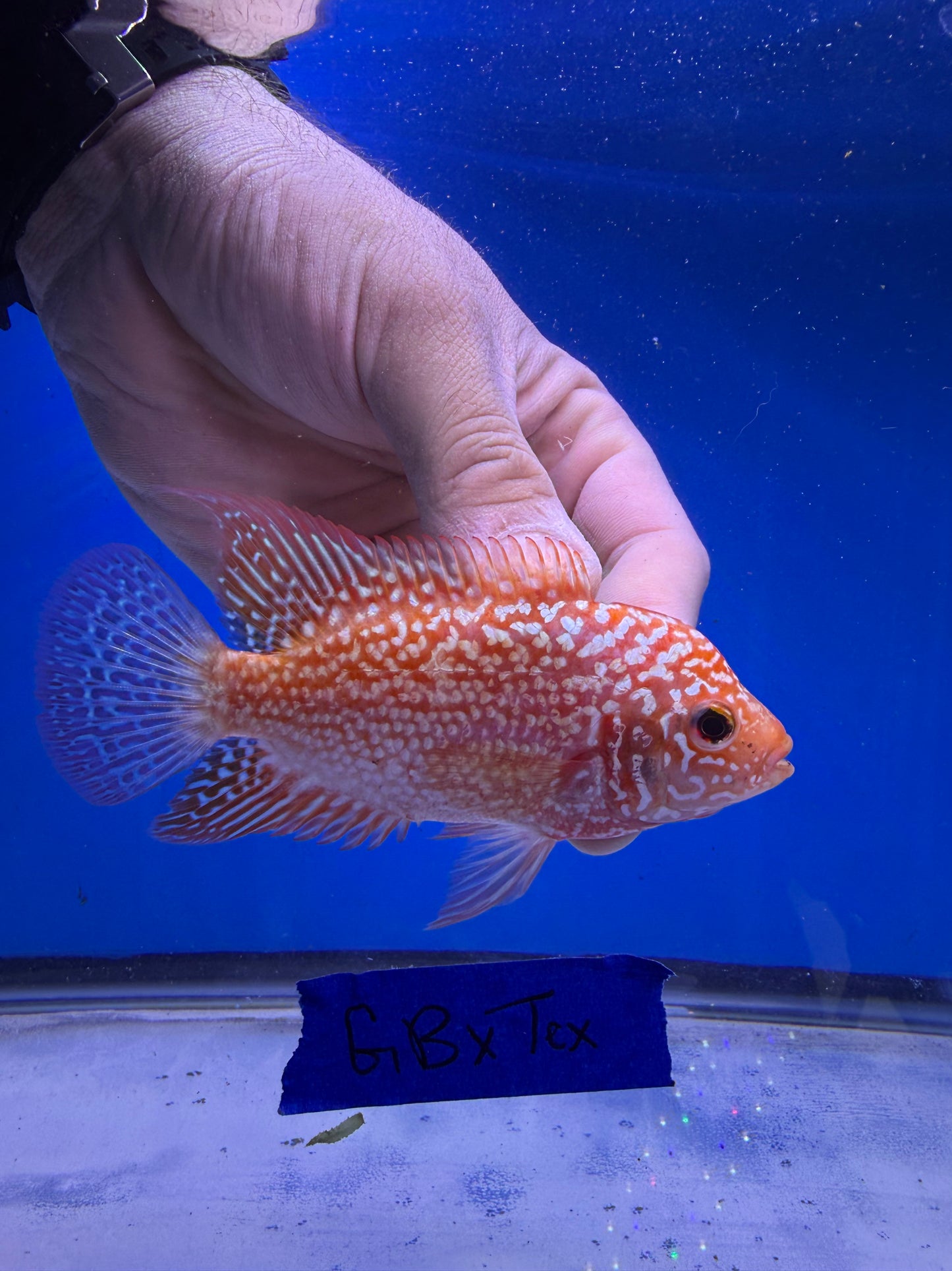 female 3” Golden base X Red Texas hybrid