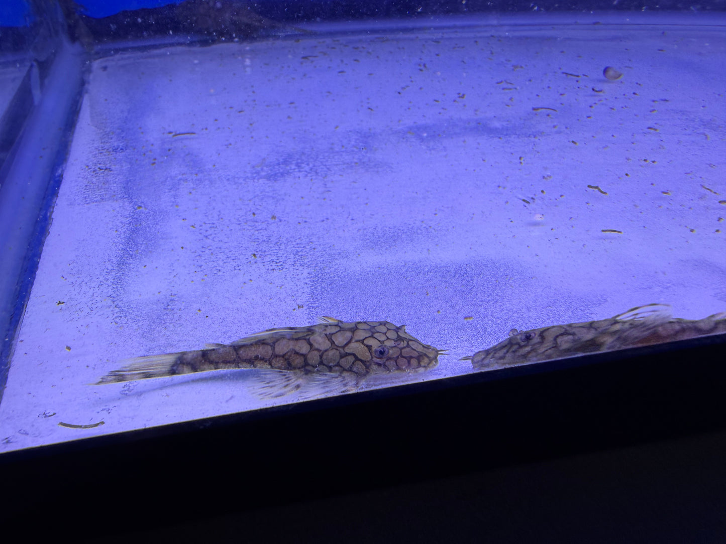 2-2.5” L519 honeycomb pleco