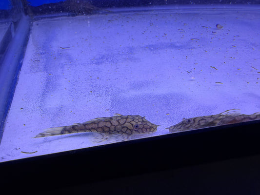 2-2.5” L519 honeycomb pleco