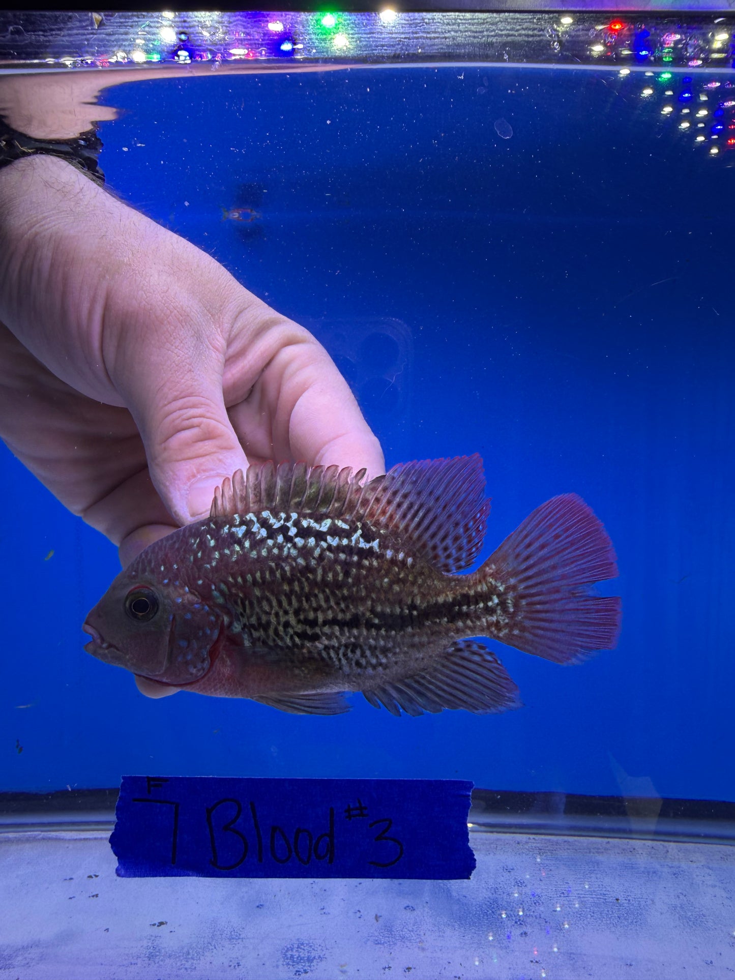 3.5” Female 7 Blood Vieja Hybrid