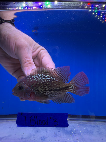 3.5” Female 7 Blood Vieja Hybrid