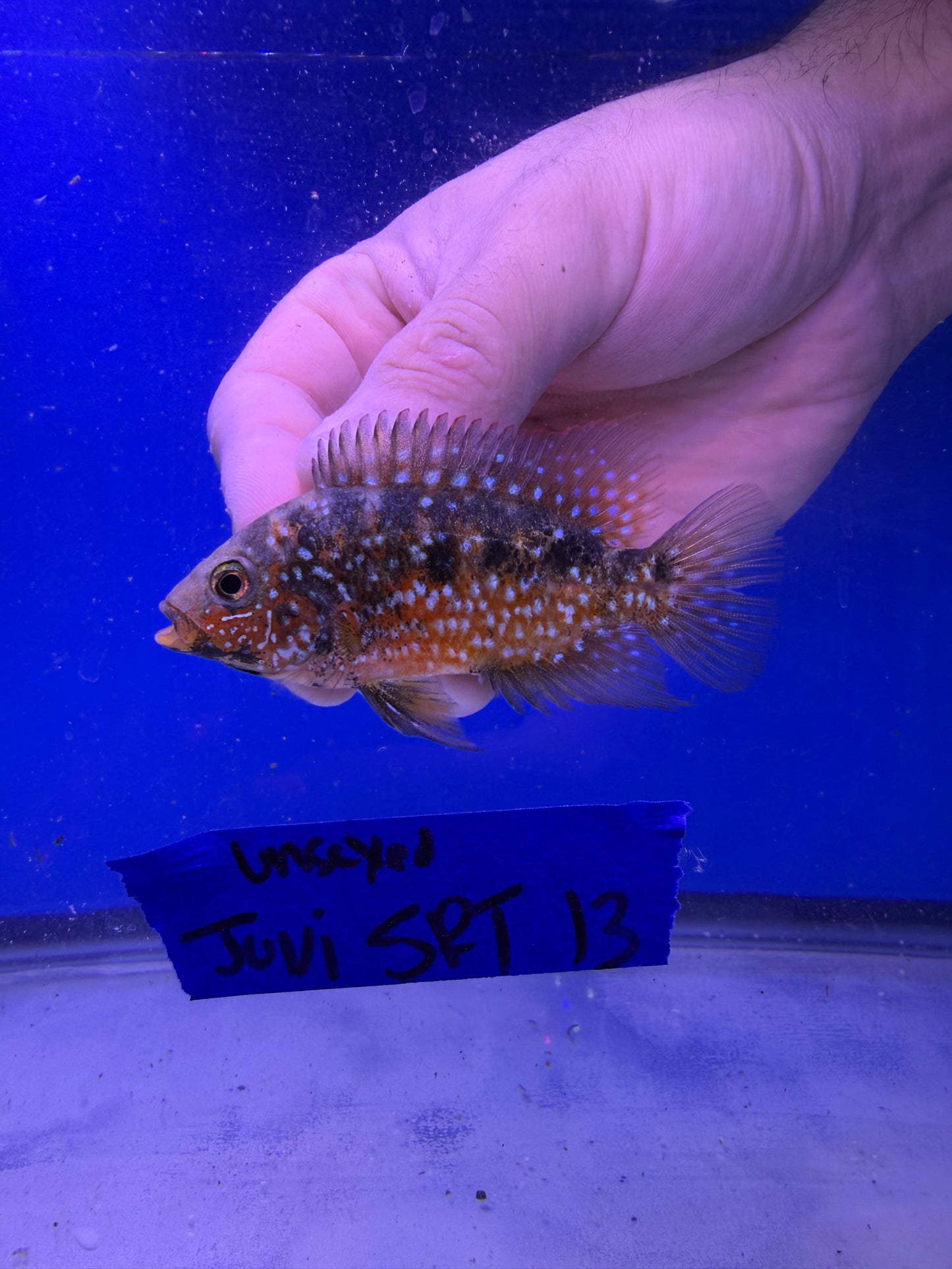 Unsexed Juvenile SRT #13