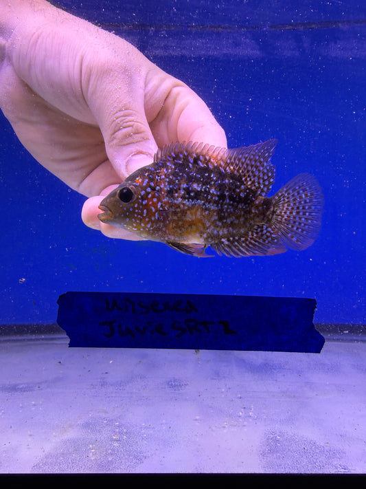 2-3” Unsexed Juvenile SRT #2