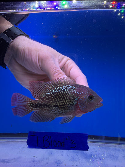 3.5” Female 7 Blood Vieja Hybrid