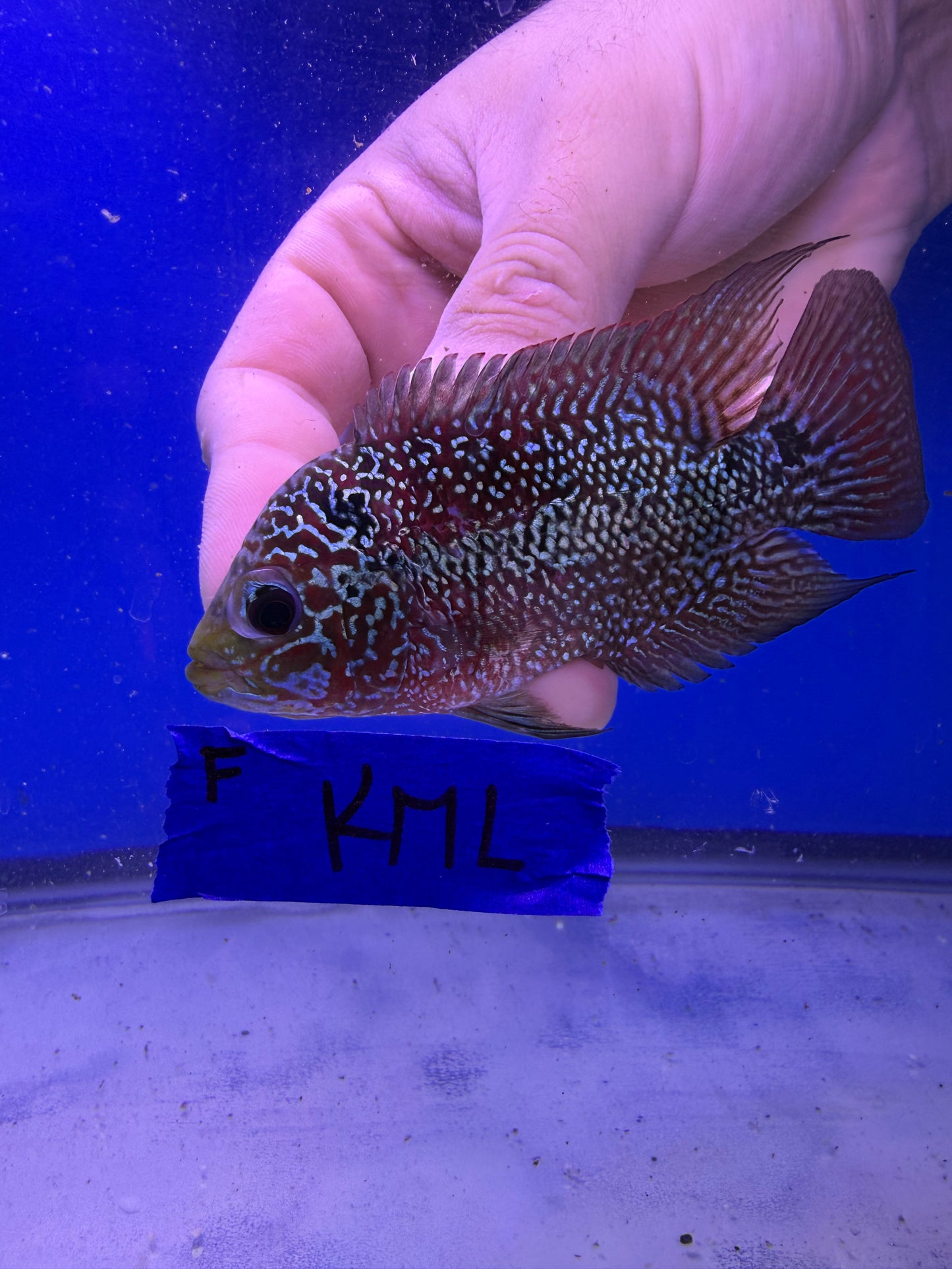 3-4” Female KML Flowerhorn