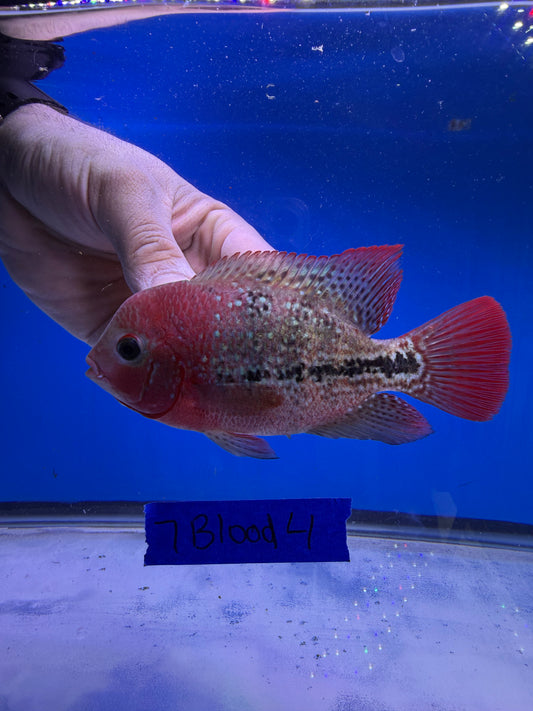 Male 3.5” 7 blood vieja hybrid