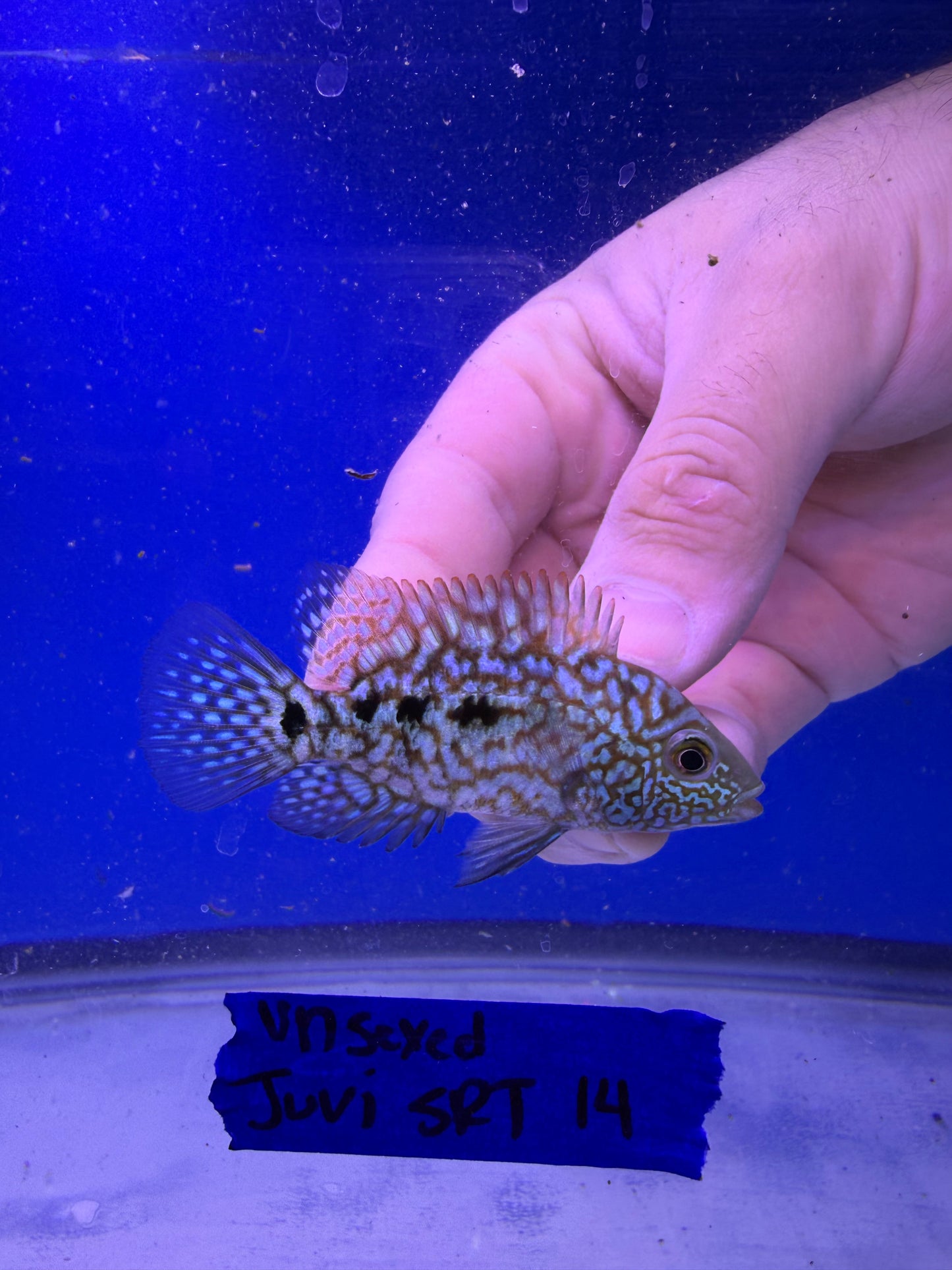 Unsexed Juvenile SRT #14
