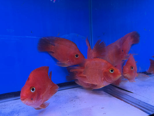 KKP x MAMMON blood parrots