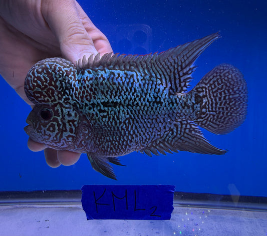Male 4.5” KML Kamfa