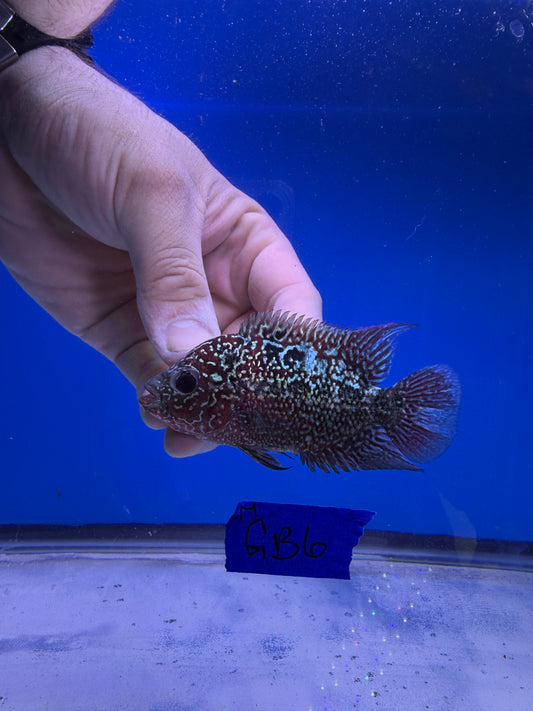 Male 3” VIP GOLDEN BASE