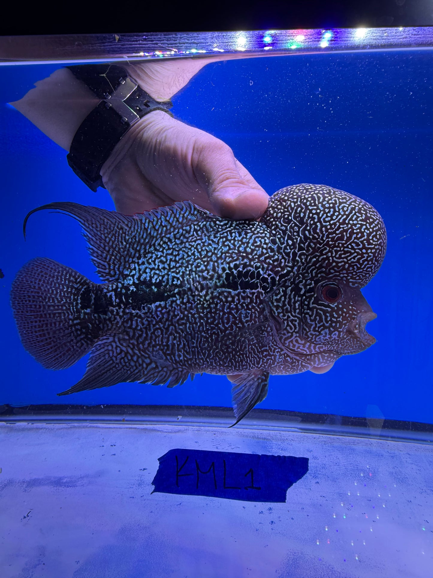 6” male KML flowerhorn