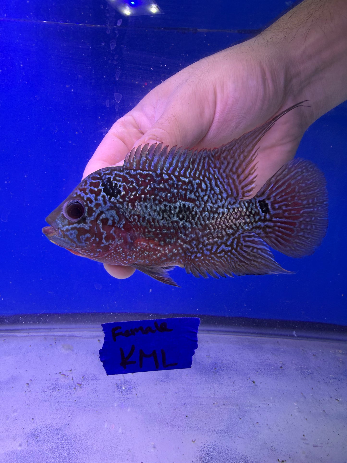 3-4” Female KML Flowerhorn