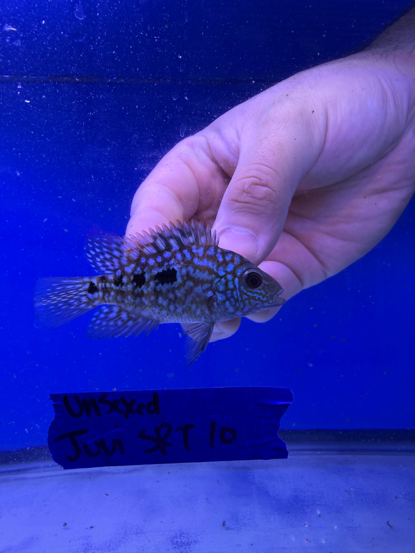 Unsexed Juvenile SRT #10