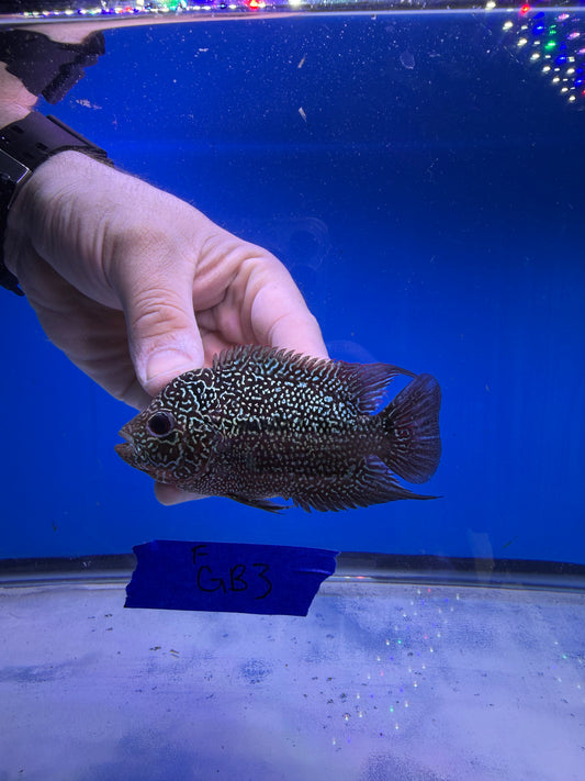 Female 3” VIP Golden Base Kamfa