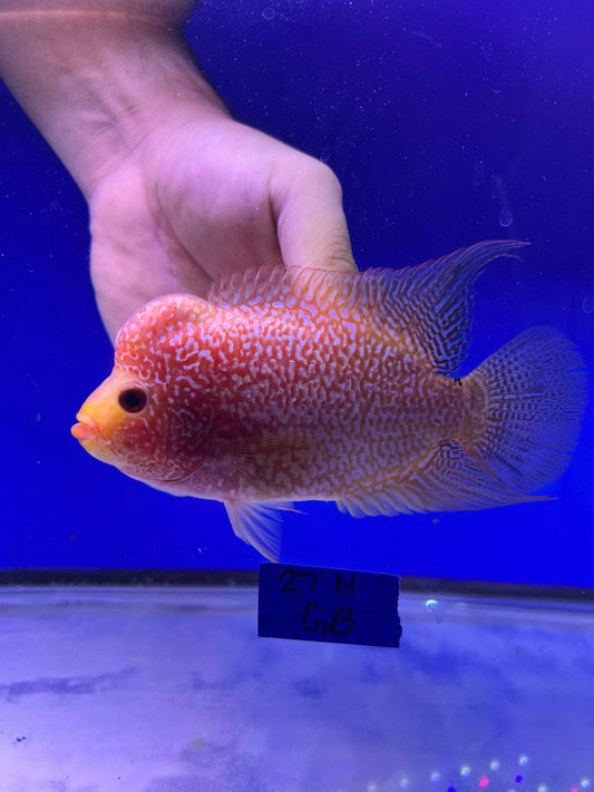 Golden base kamfa male 3.5-4.5”