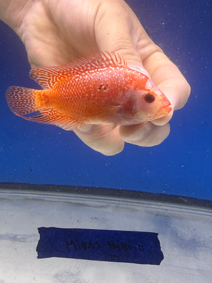 Gb RTH and Midas hybrid combo