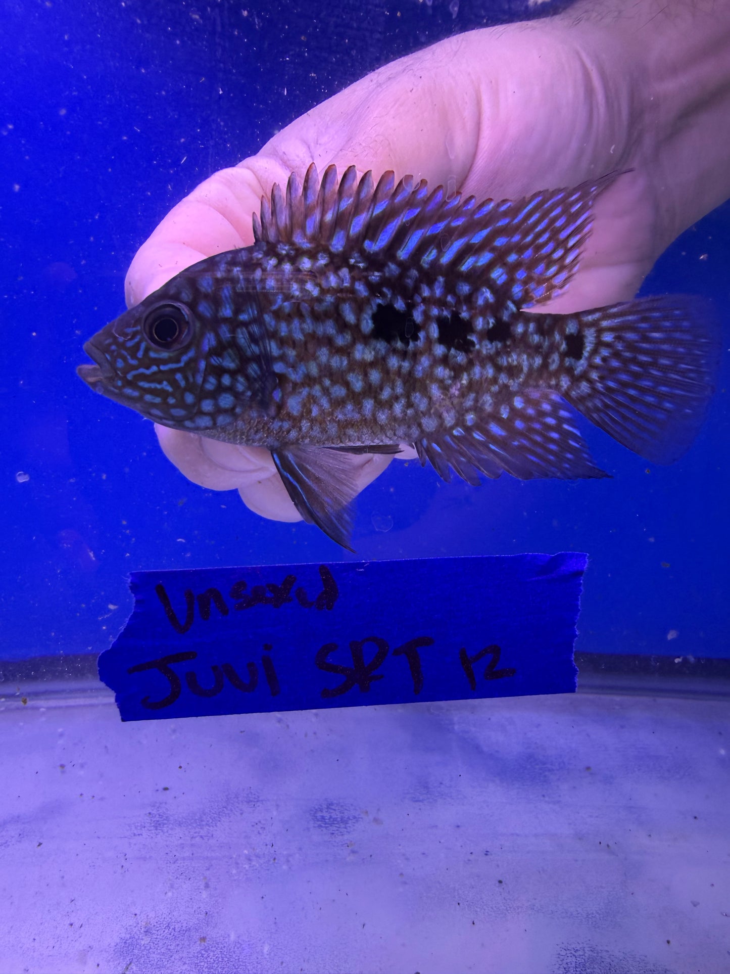 Unsexed Juvenile SRT #12