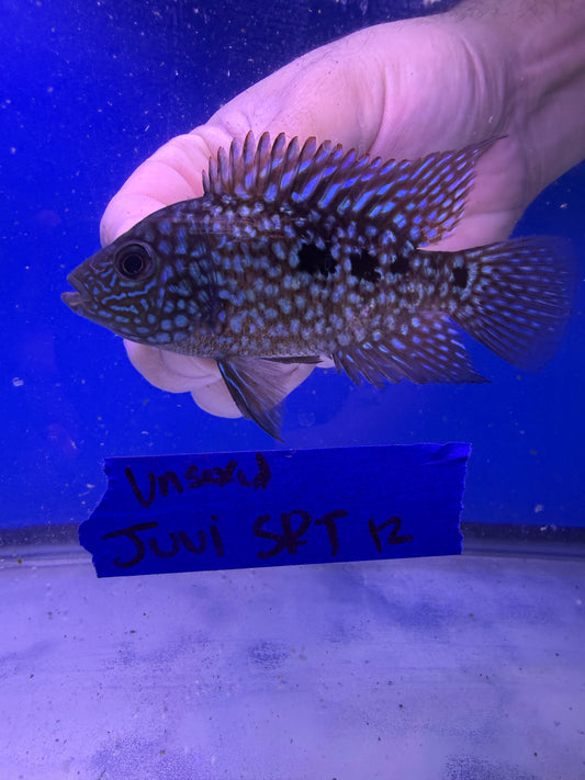 Unsexed Juvenile SRT #12