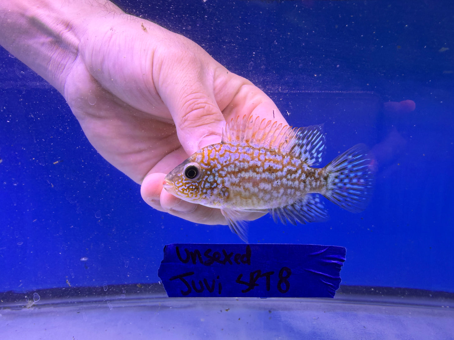 Unsexed Juvenile SRT #8
