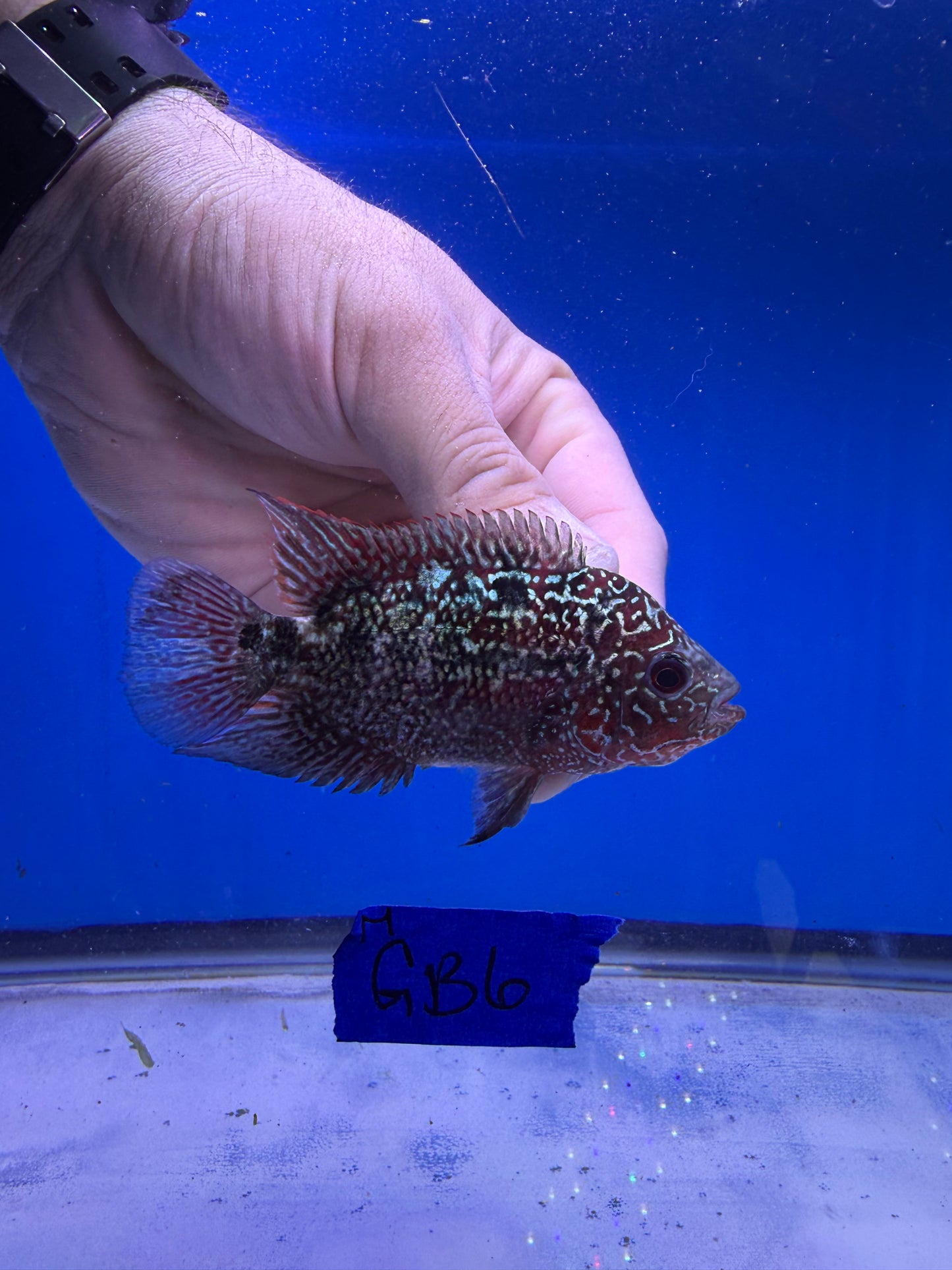 Male 3” VIP GOLDEN BASE