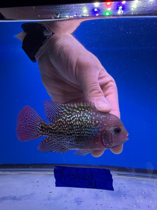 Female 3.5” 7 blood hybrid vieja