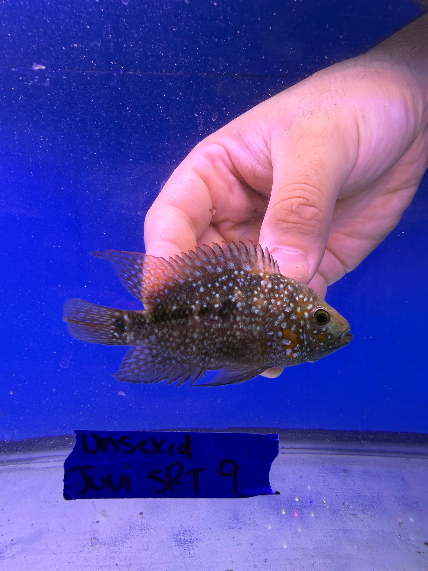 Unsexed Juvenile SRT # 9