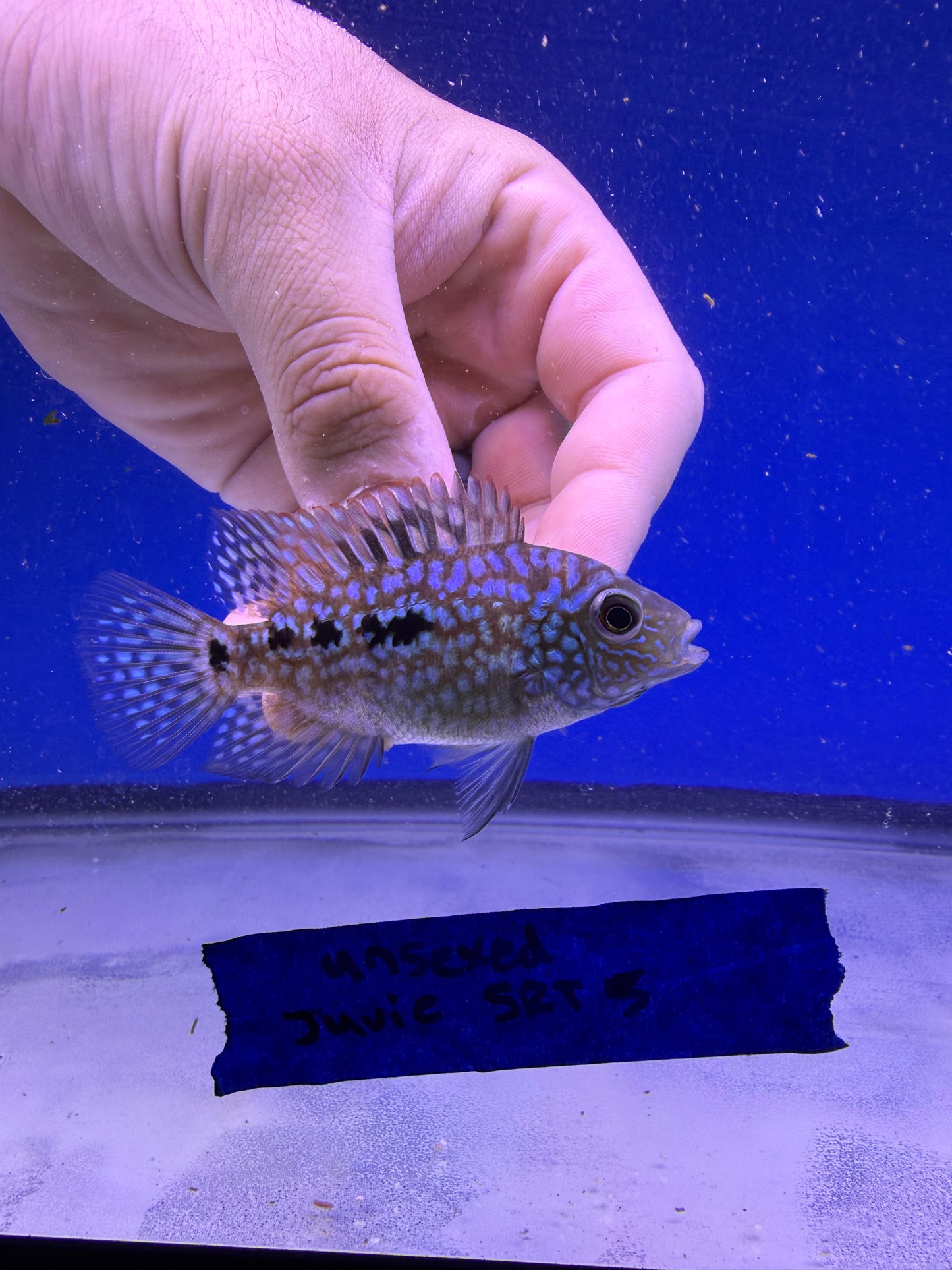 Unsexed Juvenile SRT #5