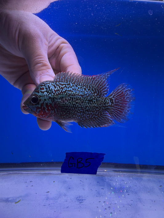 MALE 3” VIP GOLDENBASE